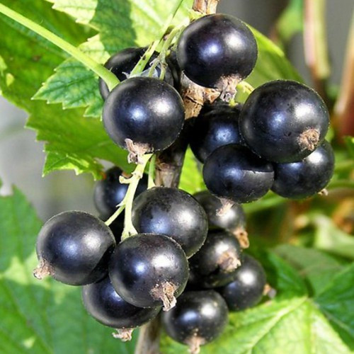 Саджанці смородини Фараон, фото 1