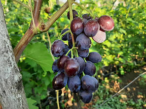 Саджанці винограду сорт Бравісімо, 100-105 днів, конт. 1.7 л, фото 2