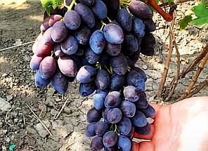 Саджанці винограду сорт Бравісімо, 100-105 днів, конт. 1.7 л, фото 3