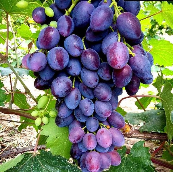 Саджанці винограду сорт Бравісімо, 100-105 днів, конт. 1.7 л