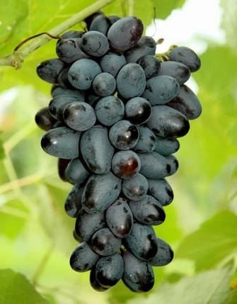 Саджанці винограду сорт Джой, 120-130 днів, конт. 1.7 л, фото 2