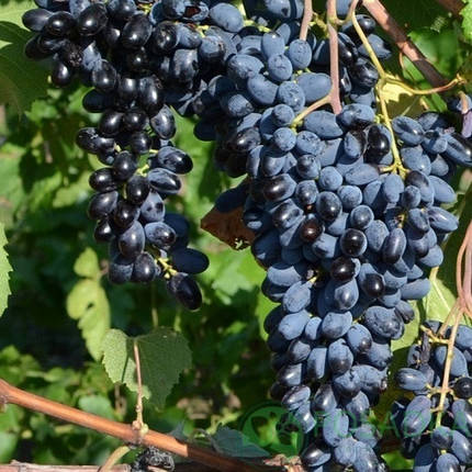 Саджанці винограду сорт Джой, 120-130 днів, конт. 1.7 л, фото 1