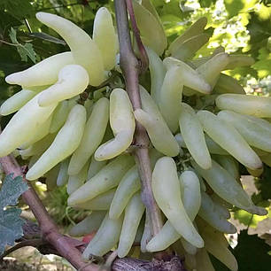 Саджанці винограду сорт Азія, 115-125 днів, конт. 1.7 л, фото 2