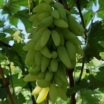 Саджанці винограду сорт Азія, 115-125 днів, конт. 1.7 л, фото 3