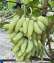 Саджанці винограду сорт Азія, 115-125 днів, конт. 1.7 л, фото 4