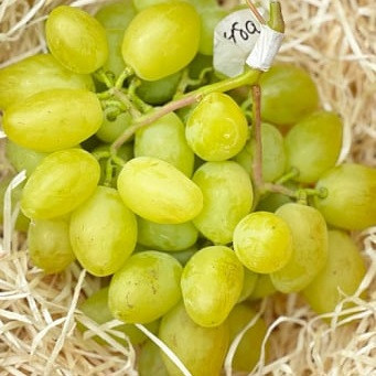 Саджанці винограду сорт Буба, 125-135 днів, конт. 1.7 л