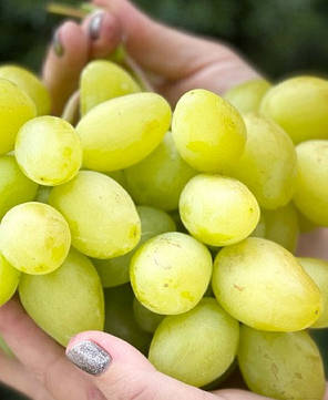 Саджанці винограду сорт Буба, 125-135 днів, конт. 1.7 л, фото 2