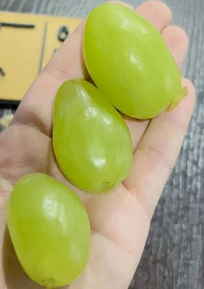 Саджанці винограду сорт Буба, 125-135 днів, конт. 1.7 л, фото 3