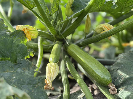 Насіння кабачка Фенсі F1 (Fancy F1) Manier Seeds 500, фото 2