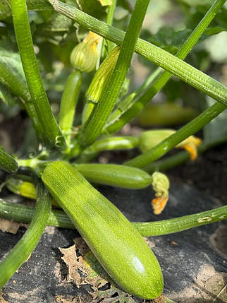 Насіння кабачка Фенсі F1 (Fancy F1) Manier Seeds 500, фото 1