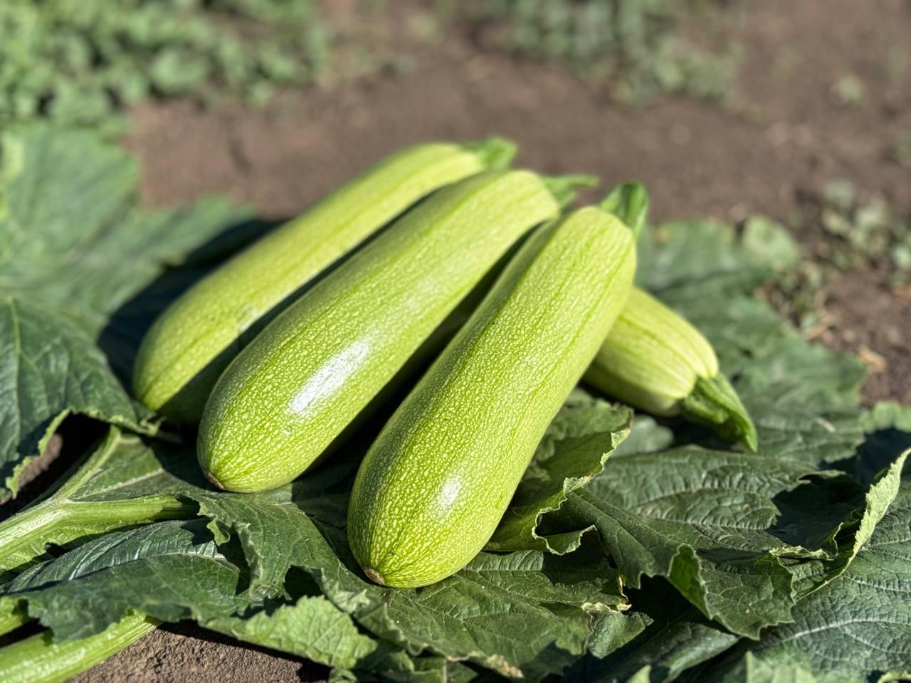 Насіння кабачка Фенді F1 (Fendi F1) Manier Seeds 500