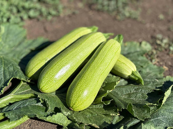 Насіння кабачка Фенді F1 (Fendi F1) Manier Seeds 500, фото 1