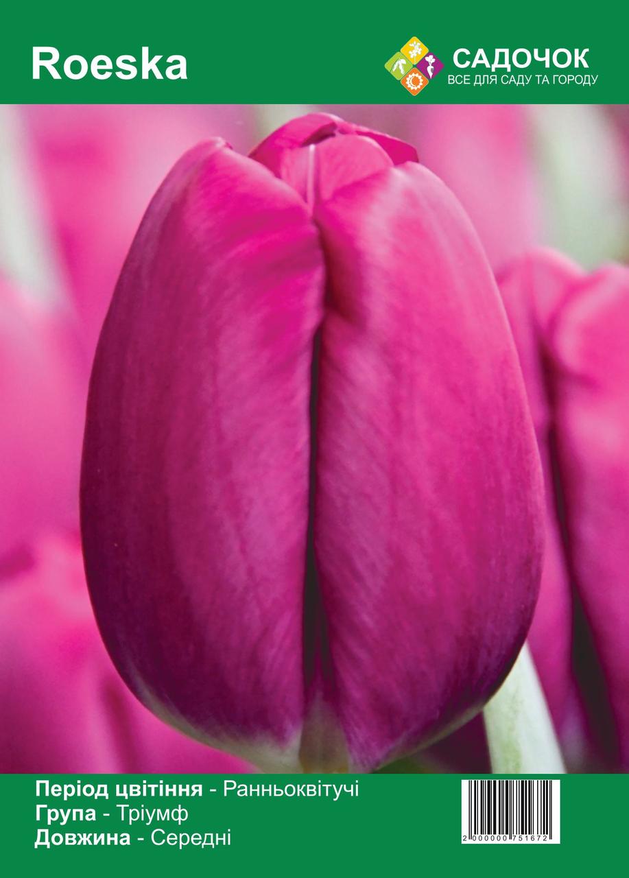 Цибулини тюльпанів «Руска» (Roeska) Розмір 11+ (30 шт.), Голландія 🌷, фото 1