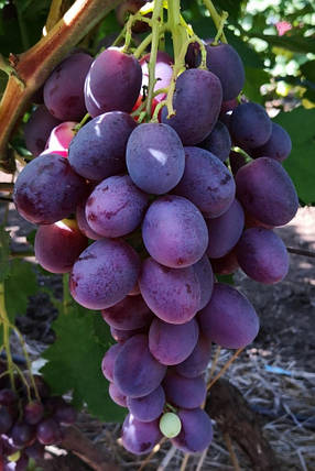 Саджанці винограду сорт Імператриця, 120-125 днів, конт. 1.7 л, фото 3