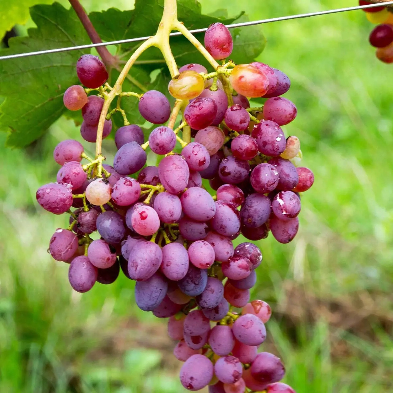 Саджанці винограду сорт Імператриця, 120-125 днів, конт. 1.7 л