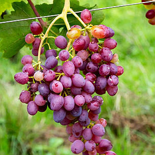 Саджанці винограду сорт Імператриця, 120-125 днів, конт. 1.7 л, фото 1