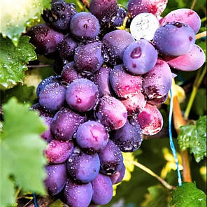 Саджанці винограду сорт Імператриця, 120-125 днів, конт. 1.7 л, фото 2