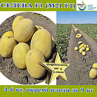 Хіт сезону 2025, Диня Селена F1 (M21 F1), ТМ Libra Seeds, 1000 насінин