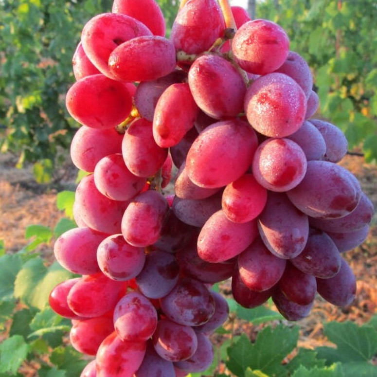 Саджанці винограду сорт Малиновий, 110-120 днів, конт. 1.7 л