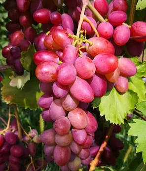 Саджанці винограду сорт Малиновий, 110-120 днів, конт. 1.7 л, фото 2