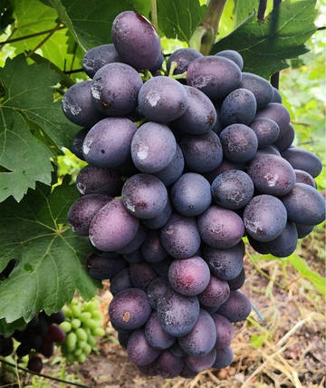 Саджанці винограду сорт Торнадо, 125-130 днів, конт. 1.7 л, фото 2