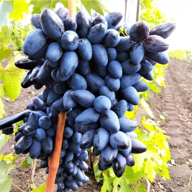 Саджанці винограду сорт Чорний кіготь, 90-115 днів, конт. 1.7 л