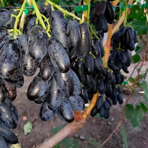 Саджанці винограду сорт Чорний кіготь, 90-115 днів, конт. 1.7 л, фото 3