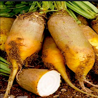 Буряк кормовий Урсус жовтий, 1кг