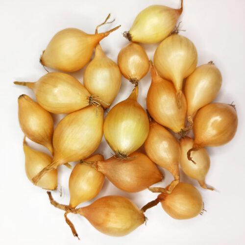 Цибуля тиканка  Песо F1  с/с 10кг, Голландія