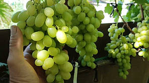 Саджанці винограду сорт Шерлок, 125-135 днів, конт. 1.7 л, фото 3