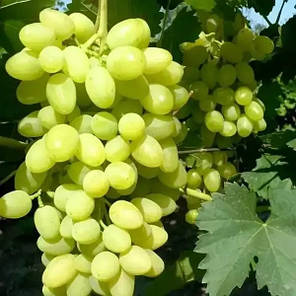 Саджанці винограду сорт Шерлок, 125-135 днів, конт. 1.7 л, фото 2