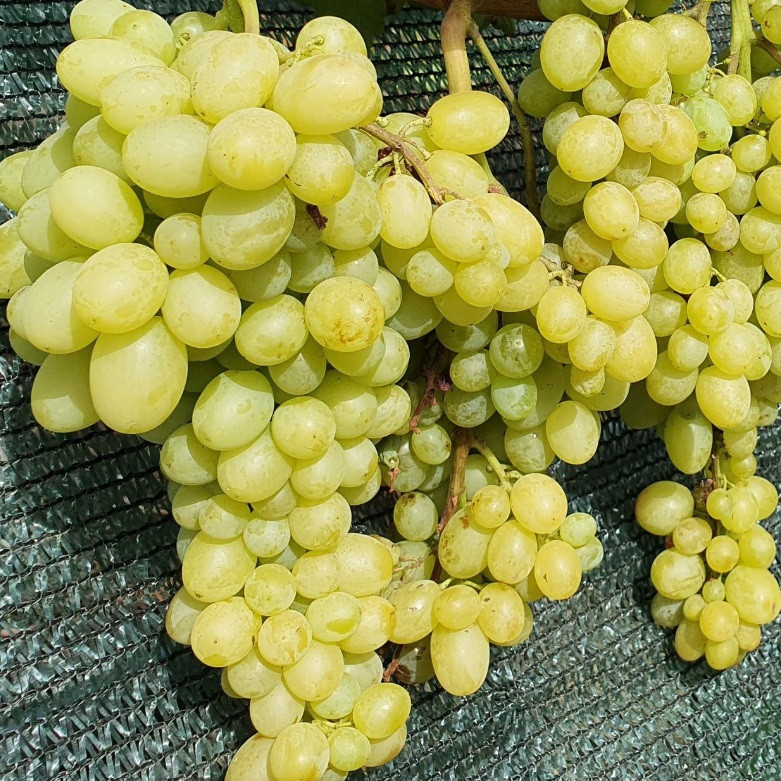 Саджанці винограду сорт Шерлок, 125-135 днів, конт. 1.7 л