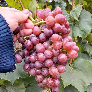 Саджанці винограду сорт Щелкунчик, 125-140 днів, конт. 1.7 л, фото 1