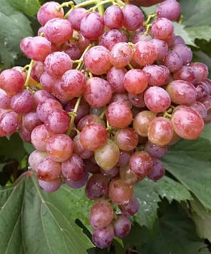 Саджанці винограду сорт Щелкунчик, 125-140 днів, конт. 1.7 л, фото 2