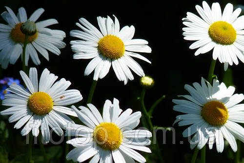 Ромашка екстракт гліцериновий 1л, фото 1