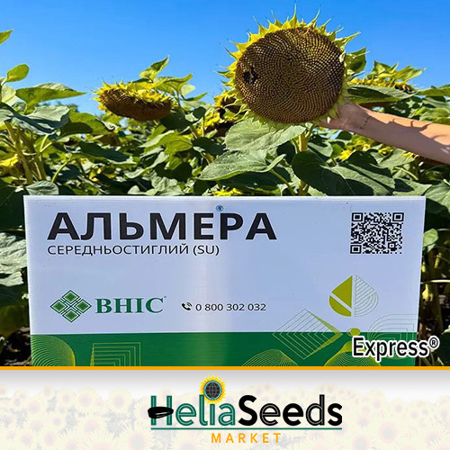 Соняшник АЛЬМЕРА гібрид стійкий до Гранстар / посівний соняшник насіння, фото 1