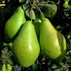 Саджанці груші