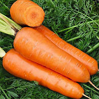 Морква вагова Шантане, 1кг