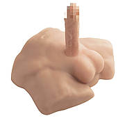 Торси та півторси