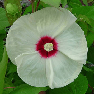 Гібіскус трав’янистий Old Yella (контейнер 0,5л)