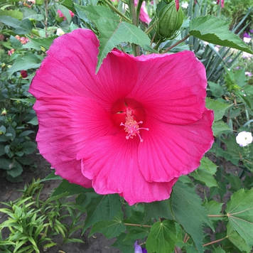 Гібіскус трав’янистий Galaktika (контейнер 1,5л)