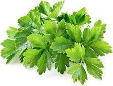 Артика F1 - насіння кінзи, 500г., Libra Seeds