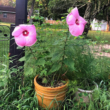 Гібіскус трав'янистий Pink Elephant (контейнер 0,5л)