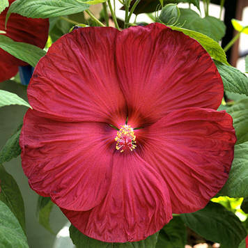 Гібіскус трав’янистий Disco Belle Rosy Red (контйенер 3л)