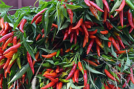 Перець гострий Хай Флай F1 Nong Woo Bio/Корея 10 шт