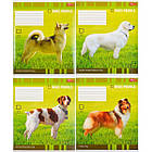 Зошит на 48 аркушів з кольоровою обкладинкою в лінію "Мрії" "mix" Упаковка 16 шт., фото 8