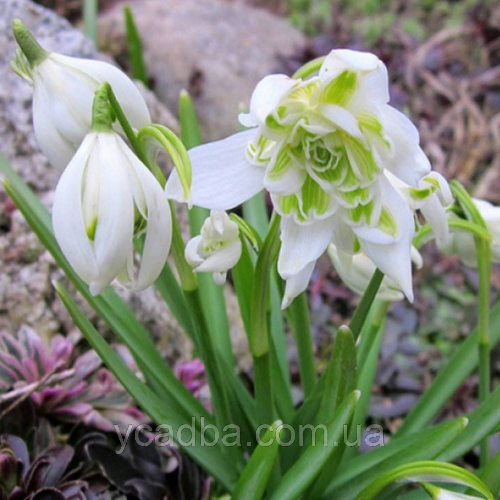 Підсніжник махровий Plicatus Dionysus (розмір 6/+), фото 1