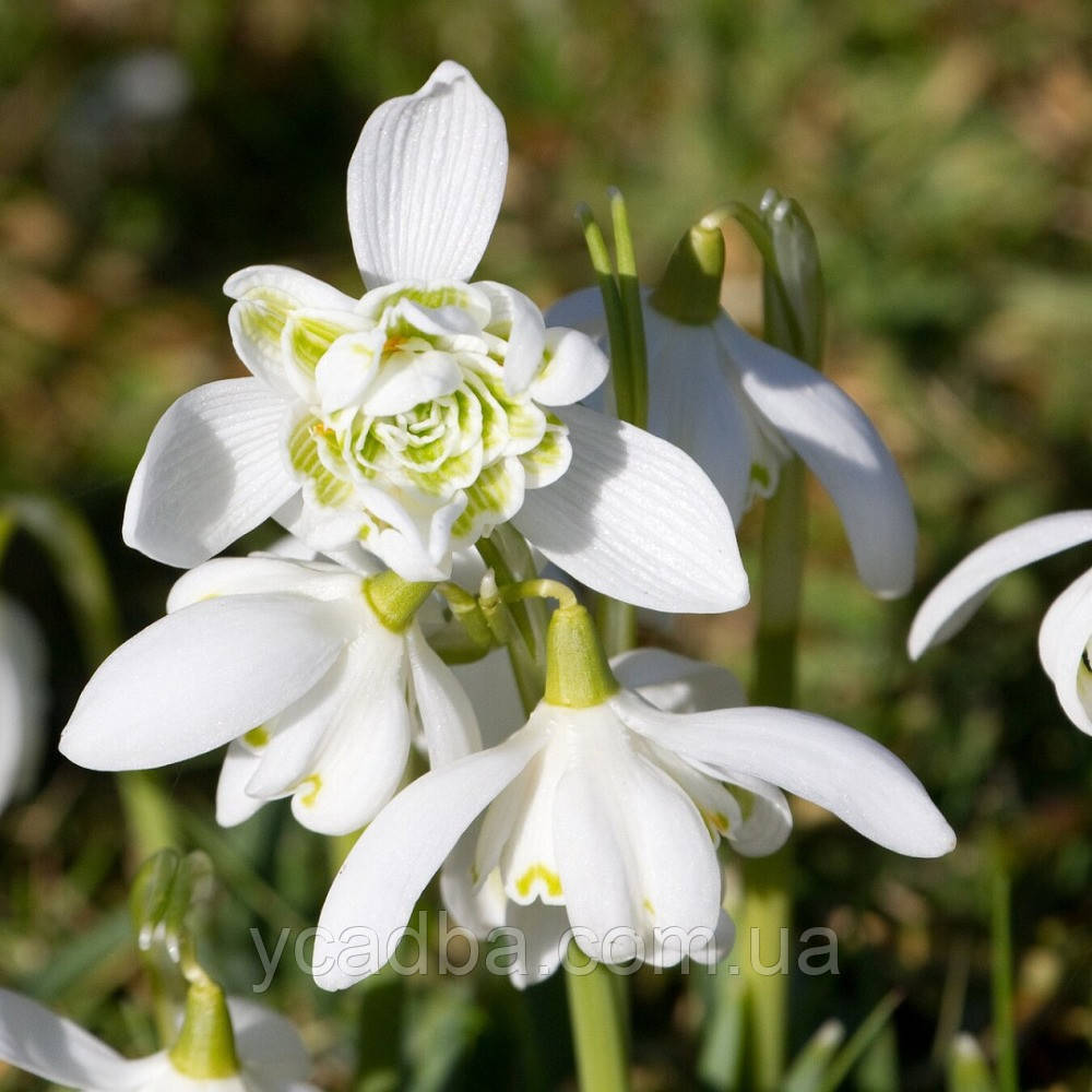 Підсніжник звичайний Woronowii (розмір 5/6), фото 1