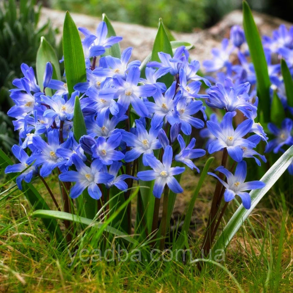 Пролісок Bifolia (розмір 5/+), фото 1