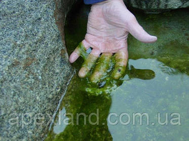 Нитчасті водорості у штучних водоймах: причини появи та методи контролю